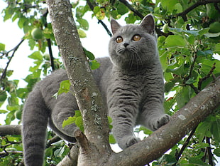 gray cat on brown tree in daytime