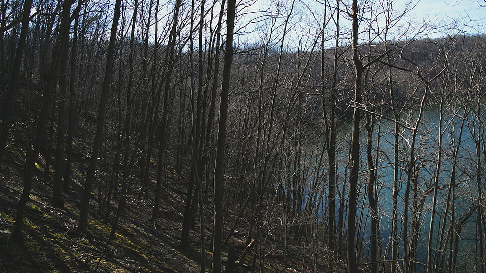 bare trees, forest, hill, trees HD wallpaper
