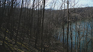 bare trees, forest, hill, trees HD wallpaper