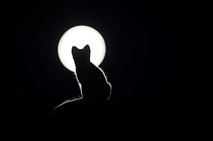 silhouette of animal photo