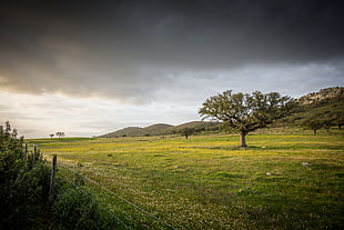photo of green grass field with tress HD wallpaper