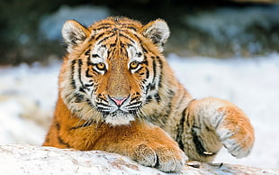 adult Bengal Tiger HD wallpaper