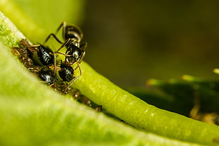 selective focus photography of two black ants on plant, aphids, lasius niger