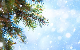 long exposure photo of snow and spruce tree