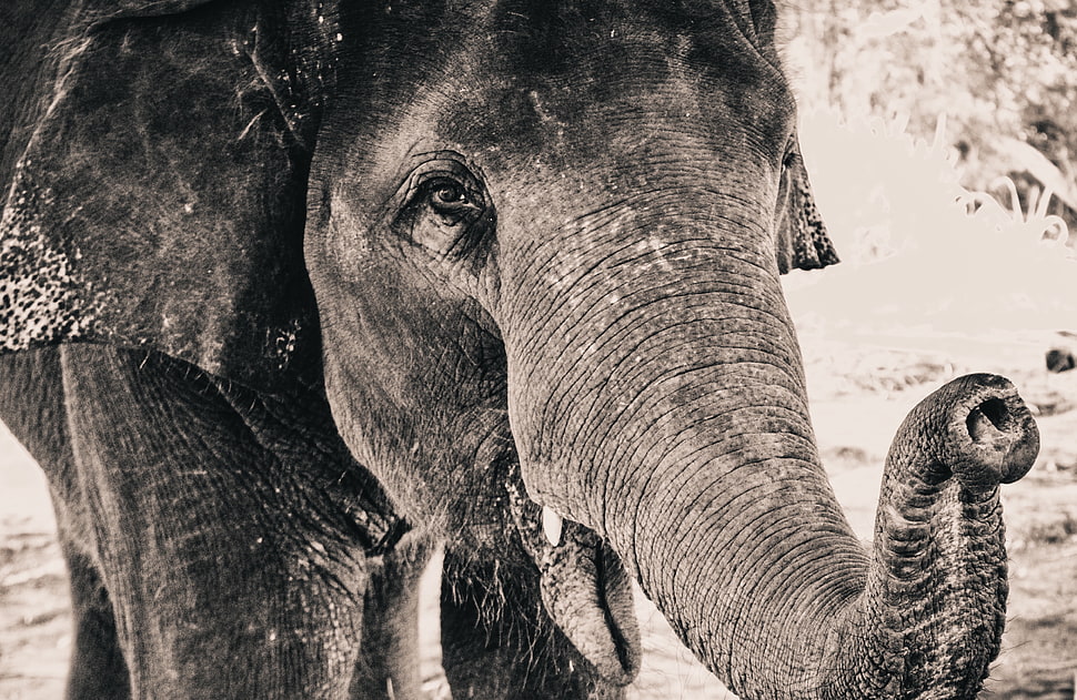 gray scale photo of Elephant HD wallpaper
