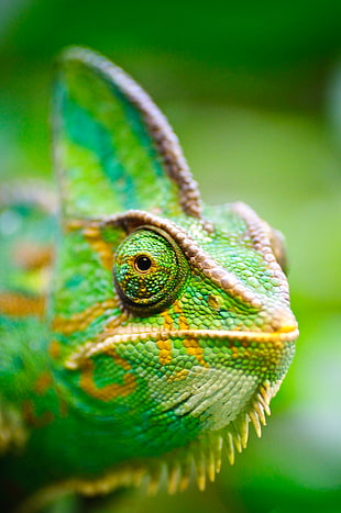 shallow focus photography of a green iguana, cameleon