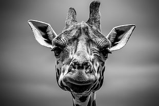 grayscale photography of giraffe head