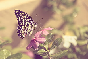 white and black butterfly perched on pink flower, butterflies