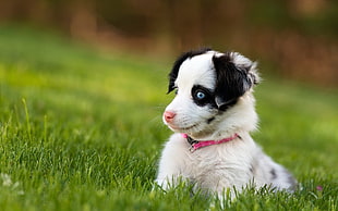Australian Shepherd dog puppy lying on grass field HD wallpaper
