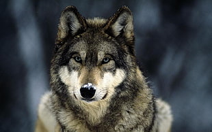 brown and black wolf, wolf HD wallpaper