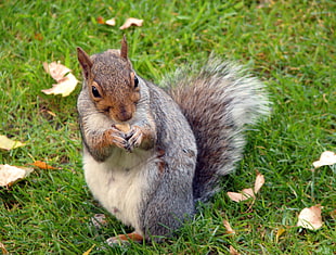 photography of brown squirrel