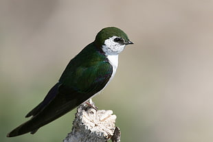 green and white bird on branch