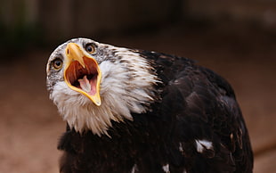 shallow focus photography of American Bald Eagle HD wallpaper