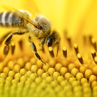 Honey Bee on yellow petaled flower HD wallpaper