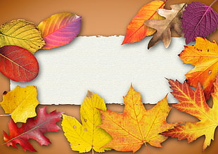 assorted leaves accent board HD wallpaper