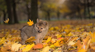selective focus photography of Pomeranian puppy standing on maple leaves HD wallpaper