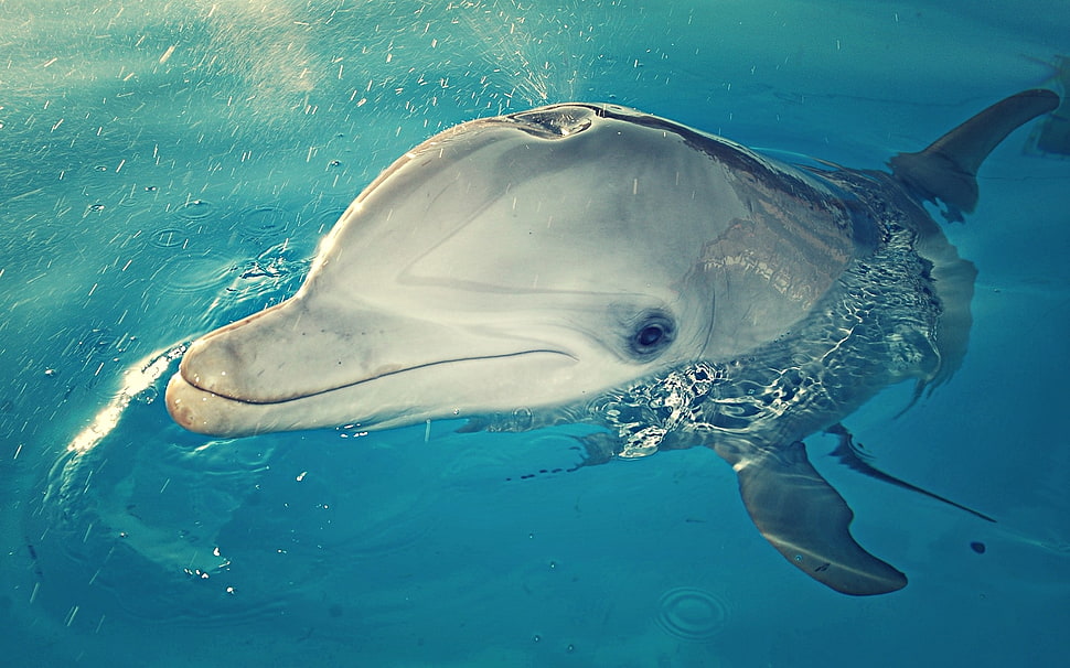 close-up photography of dolphin on blue body of water HD wallpaper