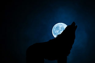 wolf howling during full moon digital wallpaper
