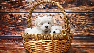 basket of maltese puppies against wooden background