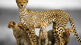brown and black cheetah with cubs, animals, baby animals, cheetahs HD wallpaper