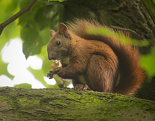closeup photo of brown squirrel