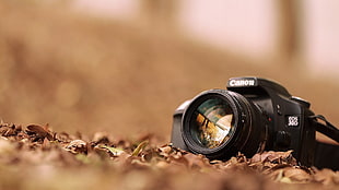 black Canon EOS 30D, camera, Canon, fall, leaves HD wallpaper