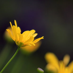 shallow focus on yellow daisy