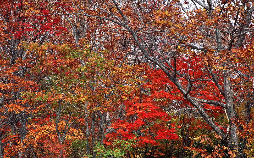 red and brown leaved trees during daytime HD wallpaper