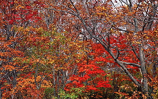 red and brown leaved trees during daytime