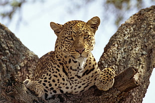 leopard sitting on tree HD wallpaper
