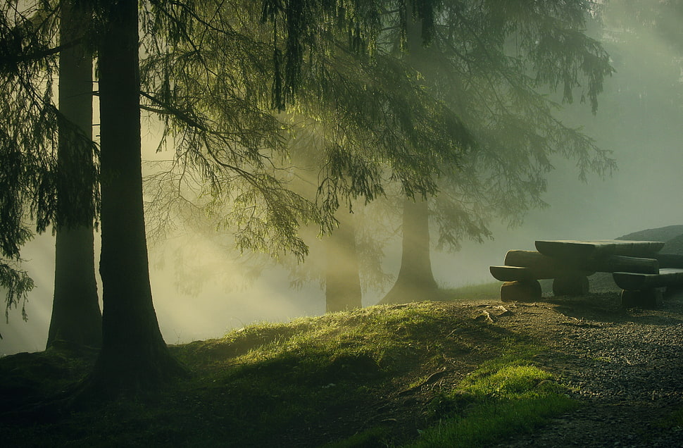 green leafed tree, forest, sun rays, nature, trees HD wallpaper