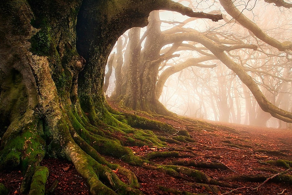 mist, moss, forest, roots HD wallpaper