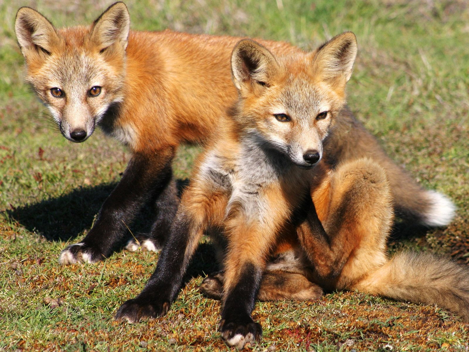 photo of two orange foxes on green grass during day time