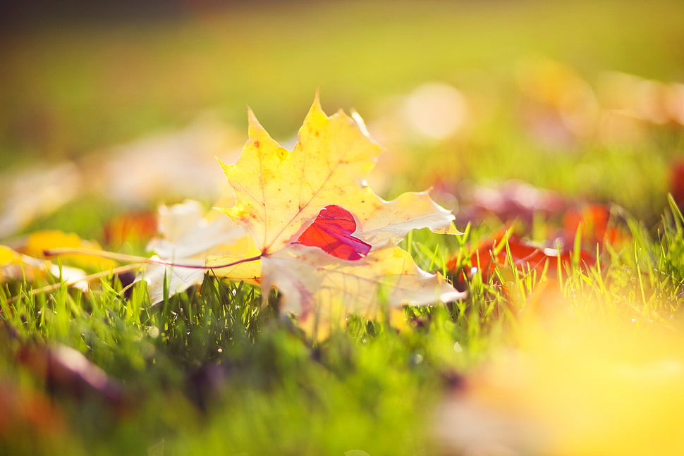 shallow focus of brown Maple leaf HD wallpaper