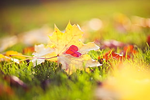 shallow focus of brown Maple leaf