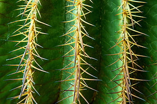 shallow focus photography green cactus HD wallpaper