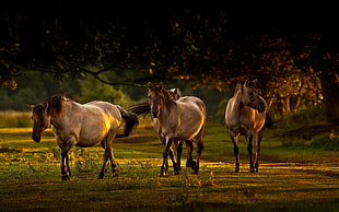 three brown horses, animals, horse