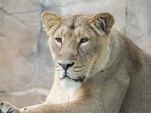 brown Lioness on wild