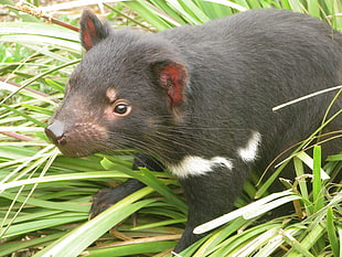 black Tasmanian devil