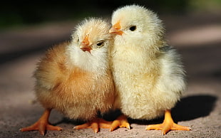 two chicks, animals, birds, chickens, baby animals HD wallpaper