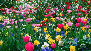 close up photography of field of flower