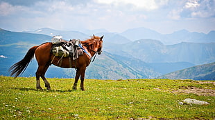 brown horse standing on green grass field near mountains during daytime HD wallpaper