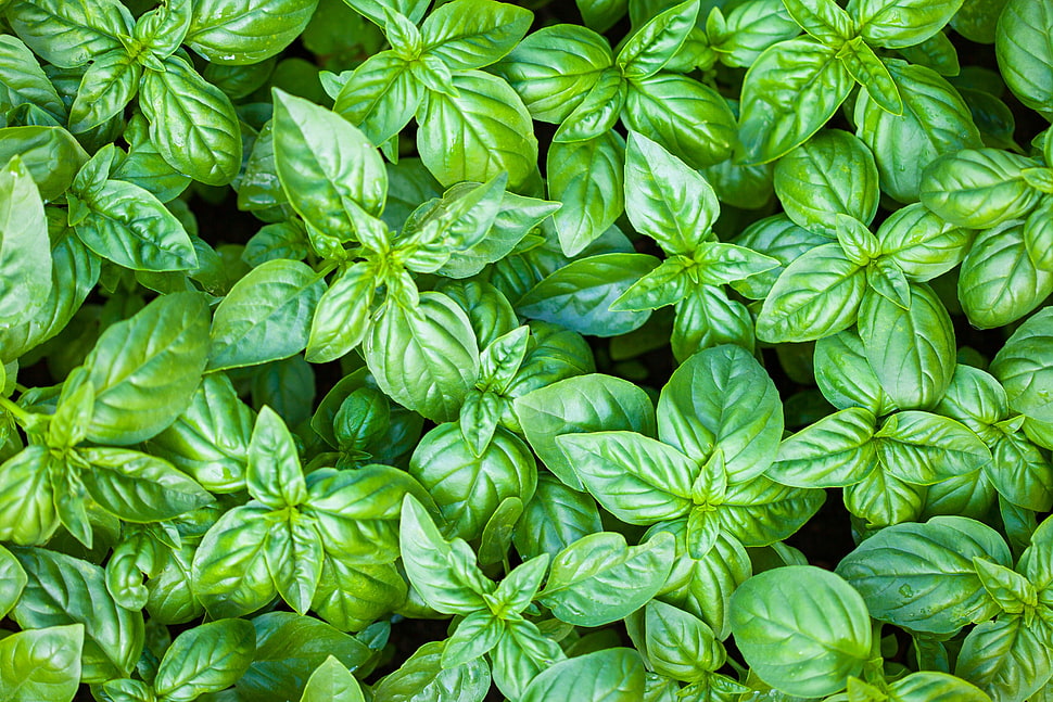 green ovate leafed plants, green, plants, basil HD wallpaper