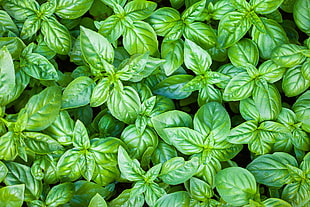 green ovate leafed plants, green, plants, basil