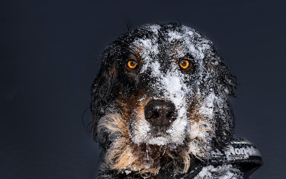 black and brown dog, animals, dog, snow, simple background HD wallpaper