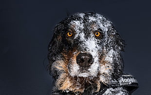 black and brown dog, animals, dog, snow, simple background