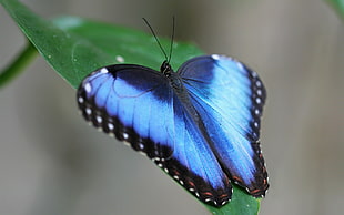 morpho butterfly in closeup photo