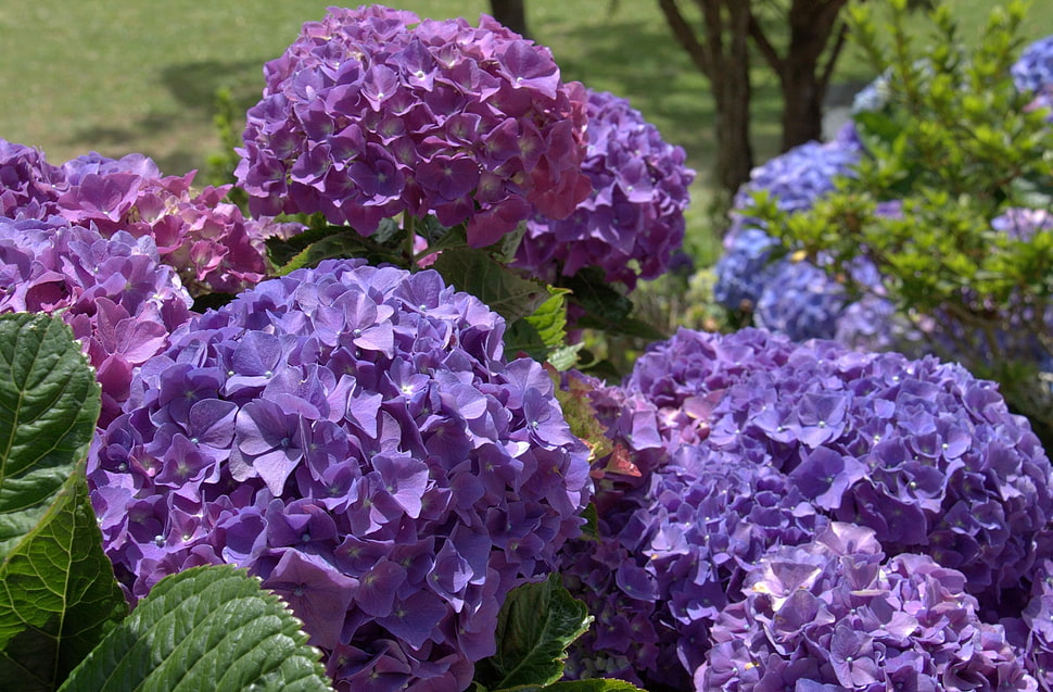 bed of purple hydrangeas HD wallpaper