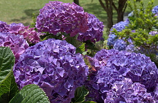 bed of purple hydrangeas