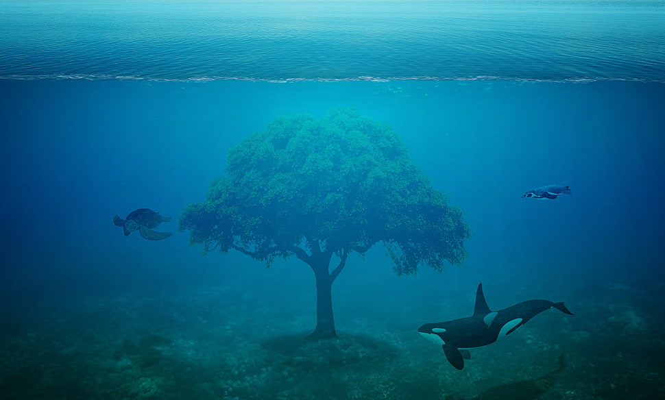 green tree under the sea with orca and two turtles HD wallpaper